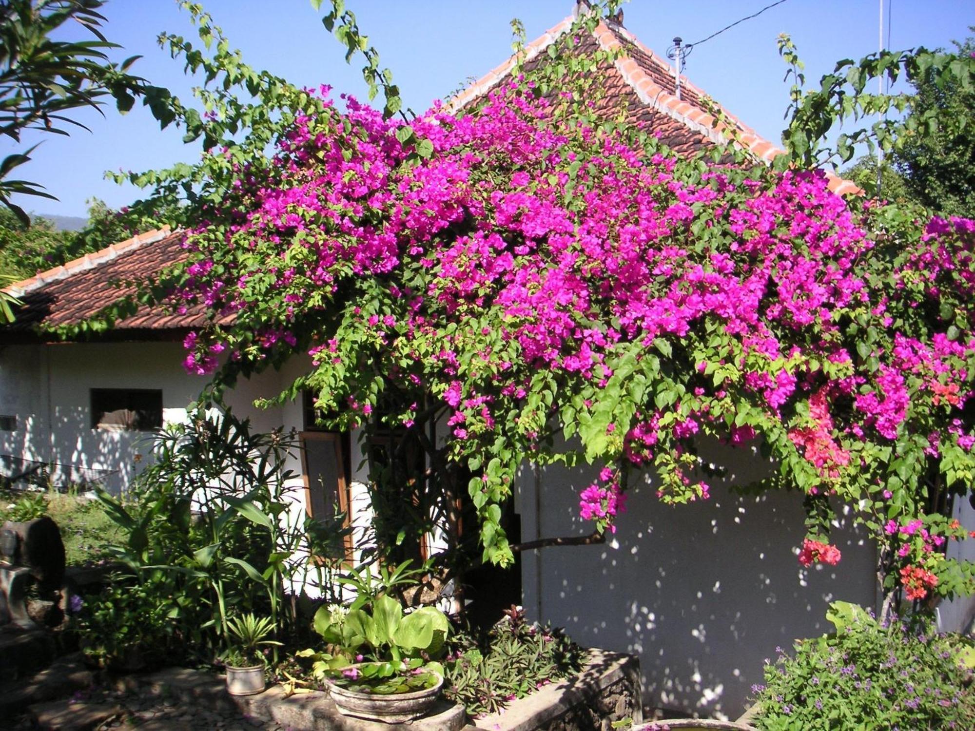 Sananda Bungalow 러비나 외부 사진
